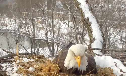 Онлайн веб-камера в гнезде белоголовых орланов, г. Декора, штат Айова (Декора, Соединённые Штаты Америки)
